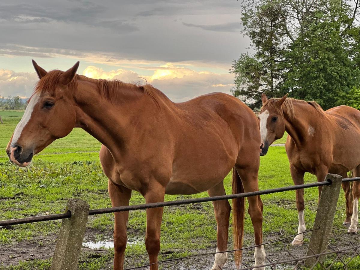 Black Horse Pasłęk Zewnętrze zdjęcie