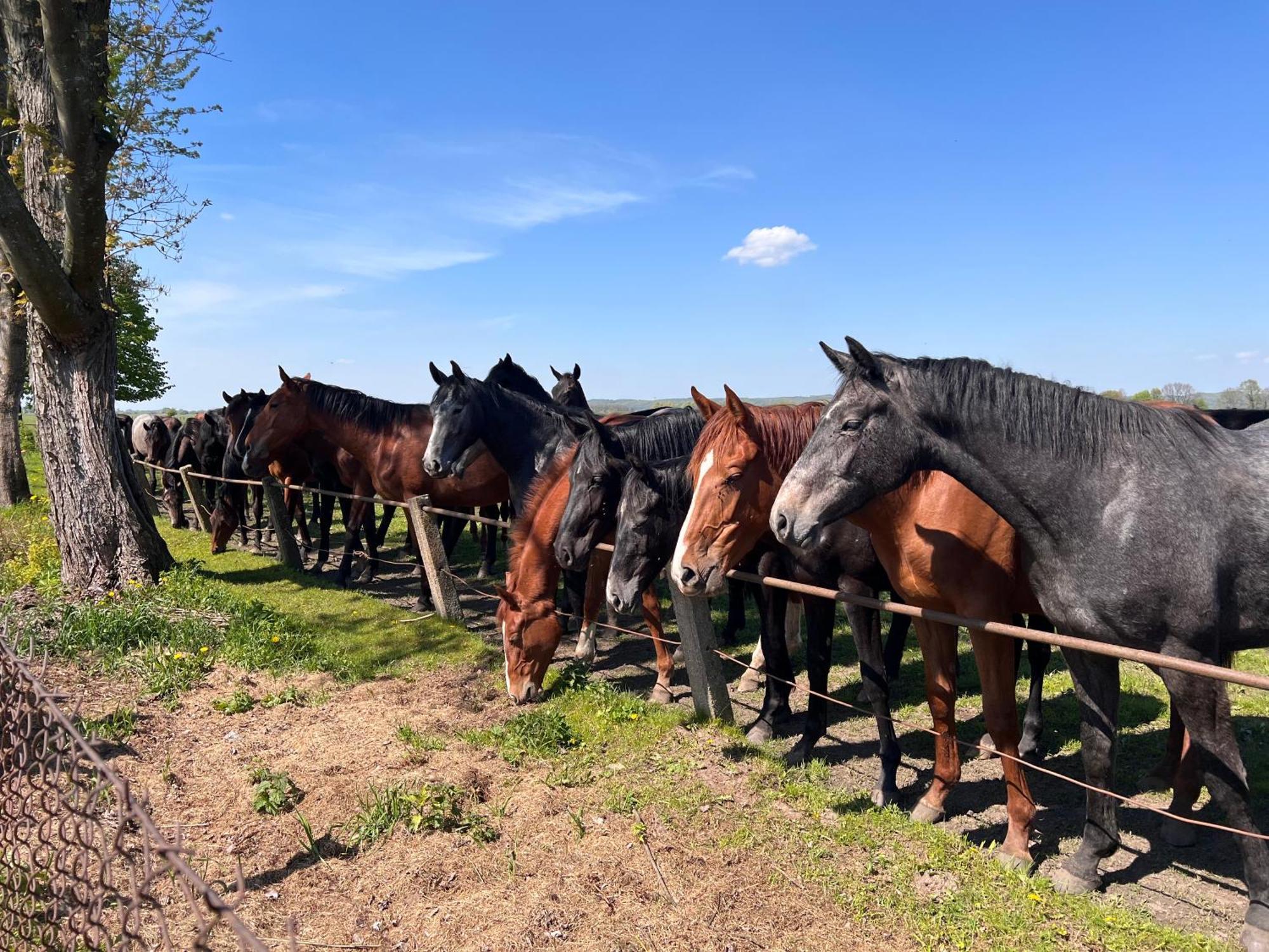 Black Horse Pasłęk Zewnętrze zdjęcie